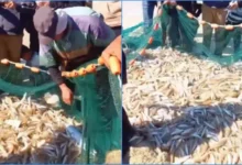 ইসরায়েলি নৌবাহিনী ব্যস্ত থাকায় সুযোগে মাছ ধরলেন গাজার জেলেরা