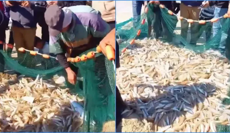 ইসরায়েলি নৌবাহিনী ব্যস্ত থাকায় সুযোগে মাছ ধরলেন গাজার জেলেরা