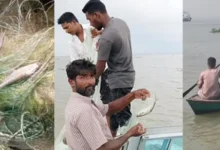 মেঘনায় নিষেধাজ্ঞা অমান্য করে চলছে ইলিশ শিকার