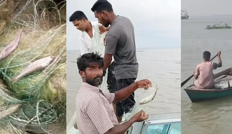 মেঘনায় নিষেধাজ্ঞা অমান্য করে চলছে ইলিশ শিকার
