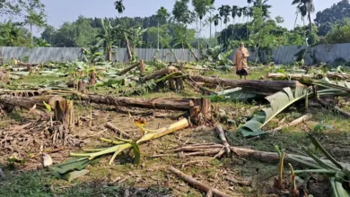 রাতের আঁধারে কৃষকের ৫ শতাধিক কলাগাছ কেটে দিলো কারা?