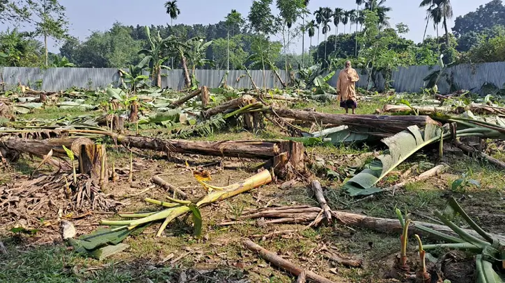 রাতের আঁধারে কৃষকের ৫ শতাধিক কলাগাছ কেটে দিলো কারা?