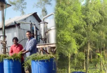 রংপুরে গাছের পাতা থেকে হচ্ছে তেল, প্রতি লিটারের দাম ৫০ হাজার!