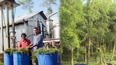 রংপুরে গাছের পাতা থেকে হচ্ছে তেল, প্রতি লিটারের দাম ৫০ হাজার!