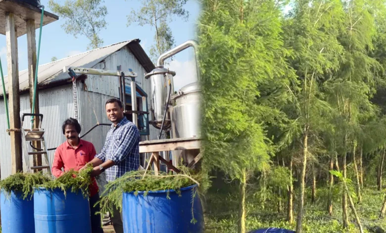 রংপুরে গাছের পাতা থেকে হচ্ছে তেল, প্রতি লিটারের দাম ৫০ হাজার!