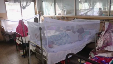 ডেঙ্গু কেড়ে নিল আরও ৫ প্রাণ, হাসপাতালে ভর্তি ১,০৩৪ জন
