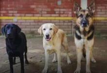 সিটিটিসির তিন কুকুর বিক্রি হলো ৬ লাখ ৩০ হাজারে