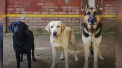 সিটিটিসির তিন কুকুর বিক্রি হলো ৬ লাখ ৩০ হাজারে