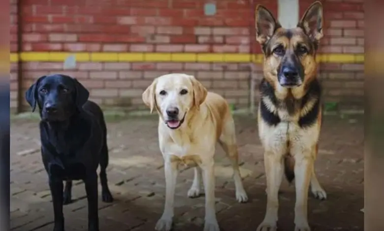 সিটিটিসির তিন কুকুর বিক্রি হলো ৬ লাখ ৩০ হাজারে