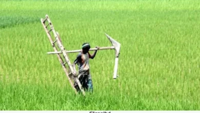 ৭৩ কৃষি কর্মকর্তার পদ শূন্য, ভোগান্তিতে মাদারীপুরের কৃষকেরা