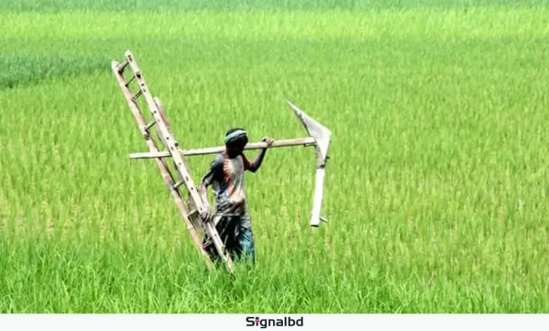 ৭৩ কৃষি কর্মকর্তার পদ শূন্য, ভোগান্তিতে মাদারীপুরের কৃষকেরা