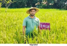 লক্ষ্মীপুরের তরুণ সোহাগের হাতে নতুন ১২ জাতের ধানের সফল চাষ