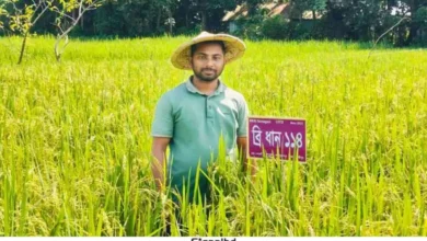 লক্ষ্মীপুরের তরুণ সোহাগের হাতে নতুন ১২ জাতের ধানের সফল চাষ