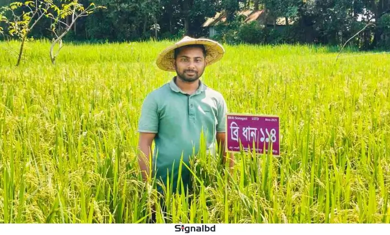 লক্ষ্মীপুরের তরুণ সোহাগের হাতে নতুন ১২ জাতের ধানের সফল চাষ
