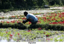 করতোয়া নদীর পাড়ে, বগুড়ার কৃষকদের ঘামে ভেজা আশার সকাল