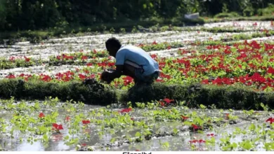 করতোয়া নদীর পাড়ে, বগুড়ার কৃষকদের ঘামে ভেজা আশার সকাল