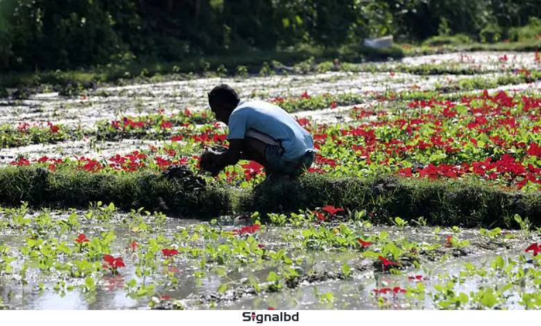 করতোয়া নদীর পাড়ে, বগুড়ার কৃষকদের ঘামে ভেজা আশার সকাল
