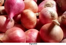 আমদানি হলে কৃষক ক্ষতিগ্রস্ত, ভারতীয় ব্যবসায়ীরা লাভবান