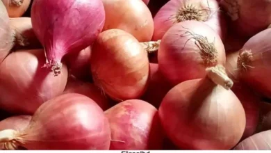 আমদানি হলে কৃষক ক্ষতিগ্রস্ত, ভারতীয় ব্যবসায়ীরা লাভবান