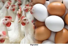 সারাদেশে ডিম ও মুরগি উৎপাদন স্থগিত, পোল্ট্রি খাতের বড় সংকট