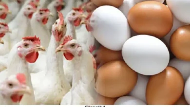 সারাদেশে ডিম ও মুরগি উৎপাদন স্থগিত, পোল্ট্রি খাতের বড় সংকট