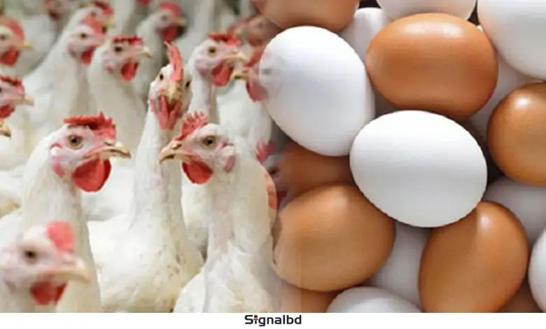 সারাদেশে ডিম ও মুরগি উৎপাদন স্থগিত, পোল্ট্রি খাতের বড় সংকট