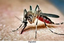 ডেঙ্গুতে একদিনে ৩ মৃত্যু, হাসপাতালে ভর্তি ৮৩৩ জন