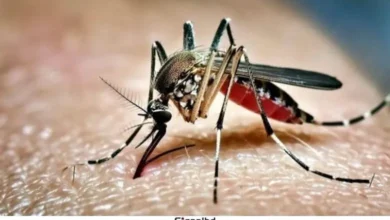 ডেঙ্গুতে একদিনে ৩ মৃত্যু, হাসপাতালে ভর্তি ৮৩৩ জন