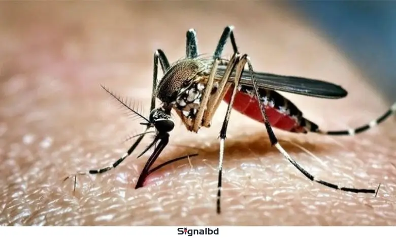 ডেঙ্গুতে একদিনে ৩ মৃত্যু, হাসপাতালে ভর্তি ৮৩৩ জন