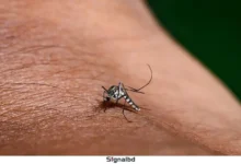 ডেঙ্গুর নতুন রূপ: আচরণে ভয়ংকর পরিবর্তন, বুঝে ওঠার আগেই মৃত্যু