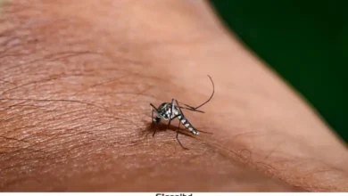 ডেঙ্গুর নতুন রূপ: আচরণে ভয়ংকর পরিবর্তন, বুঝে ওঠার আগেই মৃত্যু