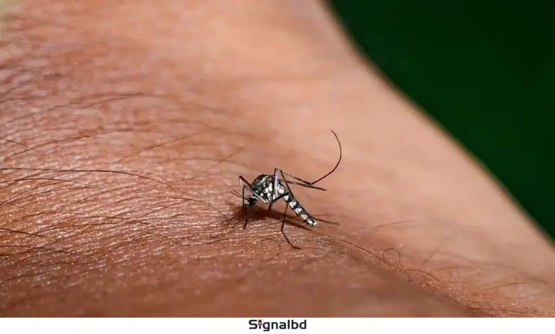 ডেঙ্গুর নতুন রূপ: আচরণে ভয়ংকর পরিবর্তন, বুঝে ওঠার আগেই মৃত্যু