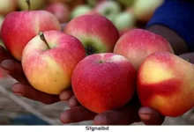 প্রথমবারের মতো রাশিয়ায় আপেল রপ্তানি শুরু করল আফগানিস্তান