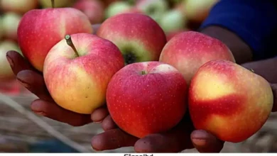 প্রথমবারের মতো রাশিয়ায় আপেল রপ্তানি শুরু করল আফগানিস্তান