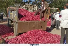 ভারতে পচছে পেঁয়াজ, ২ রুপিতেও মিলছে না ক্রেতা