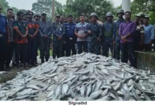 আমতলীতে ৯ লাখ টাকার জাটকা জব্দ, এতিমখানা ও দুস্থদের মাঝে বিতরণ