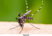 ডেঙ্গু পরিস্থিতি জটিল: ৫ মৃত্যু, নতুন ভর্তি ১১৩৯ জন