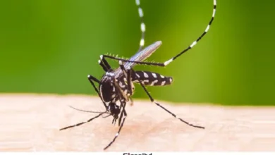 ডেঙ্গু পরিস্থিতি জটিল: ৫ মৃত্যু, নতুন ভর্তি ১১৩৯ জন