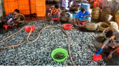 কেশবপুরে মাছ উৎপাদনে রেকর্ড | ৩০ হাজার টনে আয় ৫৭৫ কোটি টাকা