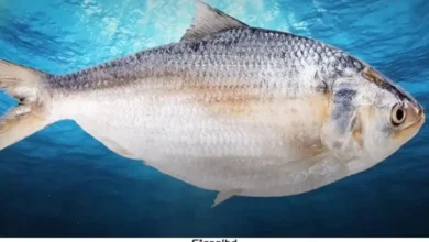 বরগুনায় এক ট্রলারে ১৪০ মণ ইলিশ, বিক্রি সাড়ে ৩১ লাখ টাকায়