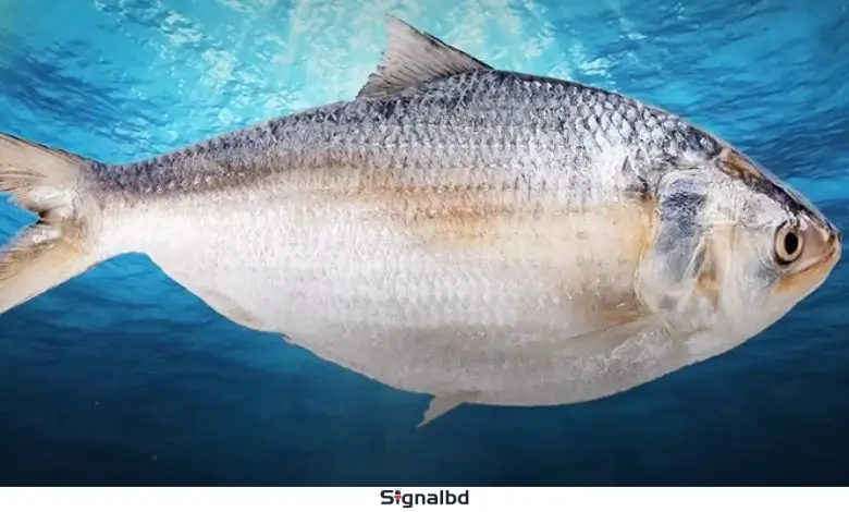 বরগুনায় এক ট্রলারে ১৪০ মণ ইলিশ, বিক্রি সাড়ে ৩১ লাখ টাকায়