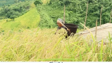 রাঙামাটিতে জুমের ফসল: জীবিকা, ঐতিহ্য ও সংগ্রামের কৃষিসংস্কৃতি