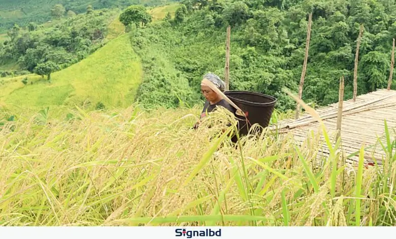 রাঙামাটিতে জুমের ফসল: জীবিকা, ঐতিহ্য ও সংগ্রামের কৃষিসংস্কৃতি