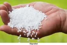 সাত মাস পর ইউরিয়া উৎপাদন শুরু সিইউএফএলে