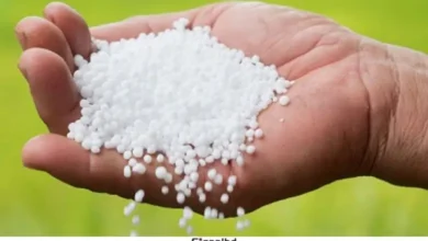 সাত মাস পর ইউরিয়া উৎপাদন শুরু সিইউএফএলে