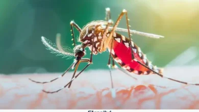 ২৪ ঘণ্টায় ডেঙ্গুতে ৭ জনের মৃত্যু হাসপাতালে নতুন ৫৬৭ রোগী