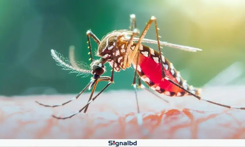 ২৪ ঘণ্টায় ডেঙ্গুতে ৭ জনের মৃত্যু হাসপাতালে নতুন ৫৬৭ রোগী