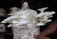 শখের মাশরুম চাষ থেকে বাণিজ্যিক সফলতা