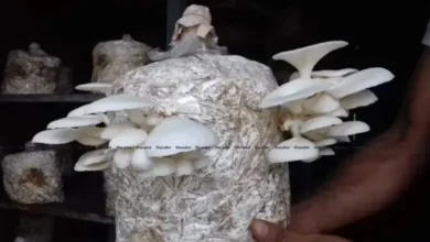 শখের মাশরুম চাষ থেকে বাণিজ্যিক সফলতা