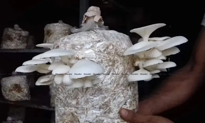 শখের মাশরুম চাষ থেকে বাণিজ্যিক সফলতা